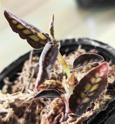 Cystorchis stenoglossa (10 plants in)
