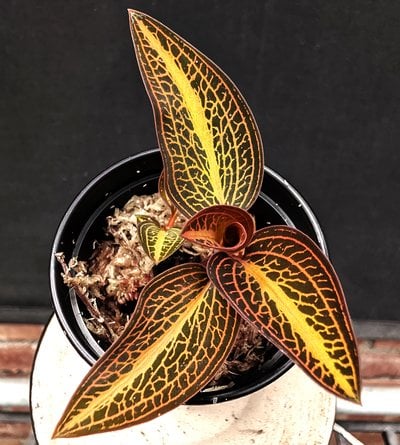 Ludisia discolor [Ker-Gawl.] A. Rich. 1825 “Salmon Sandstone”