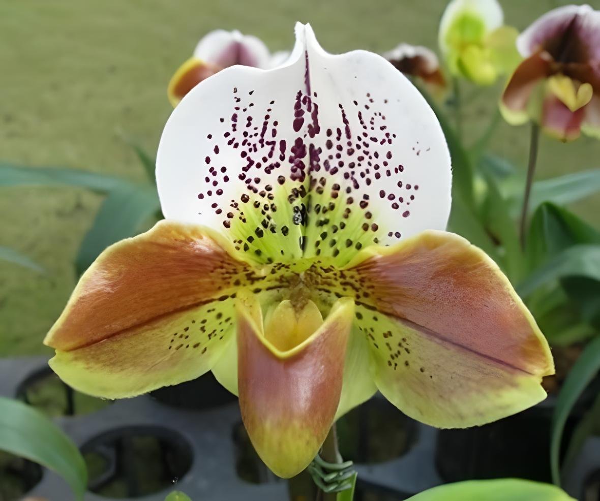 Paph.Yi-Ying Fireworks 'T87'