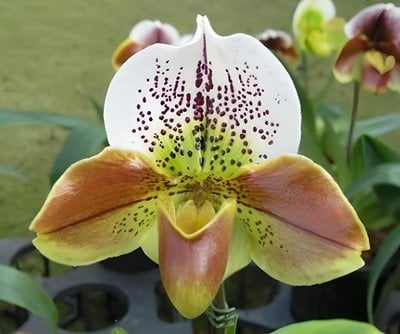 Paph.Yi-Ying Fireworks 'T87'