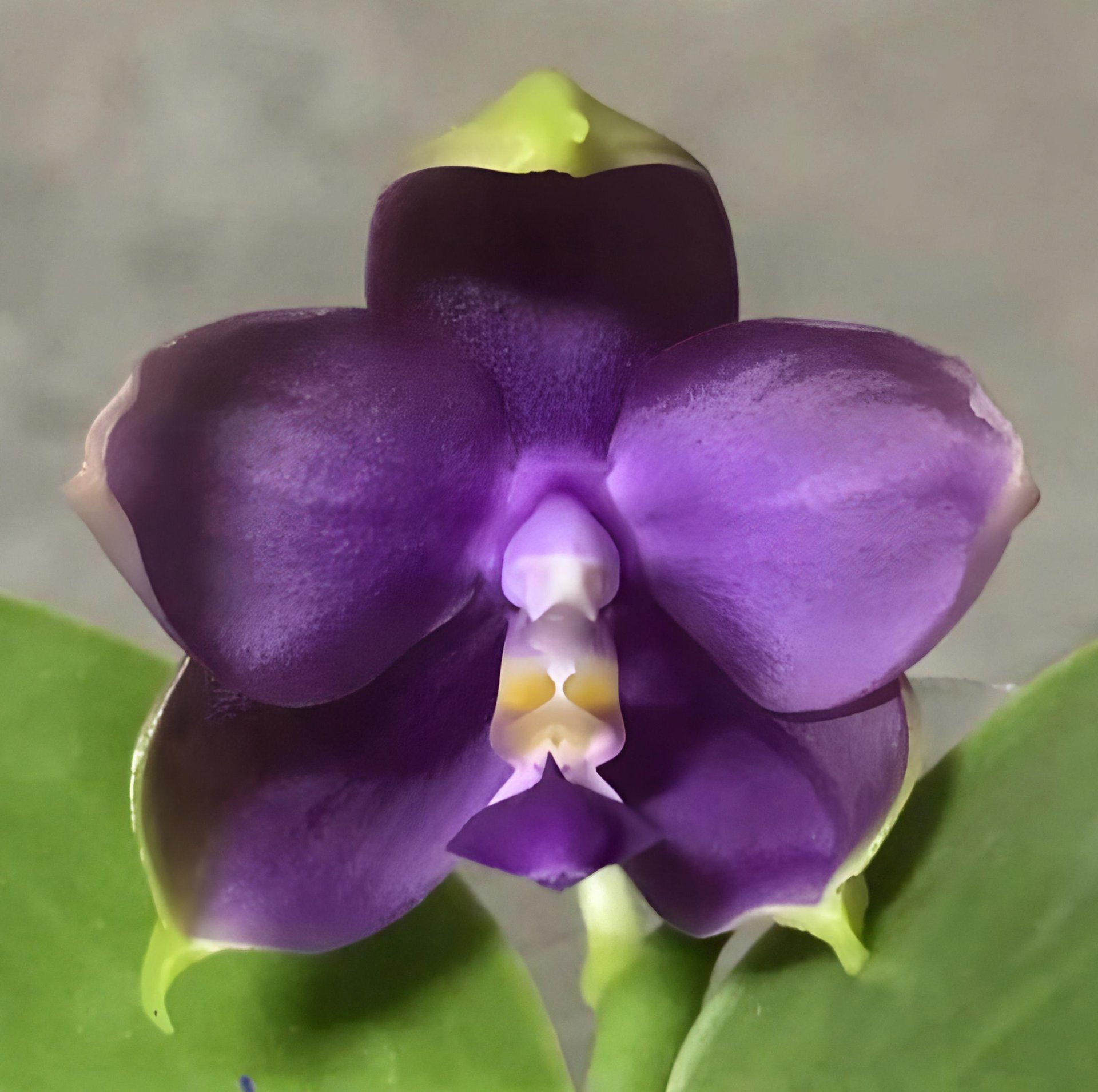 Phal. KS Ocean Ludde x Phal. LL Blue Family 2