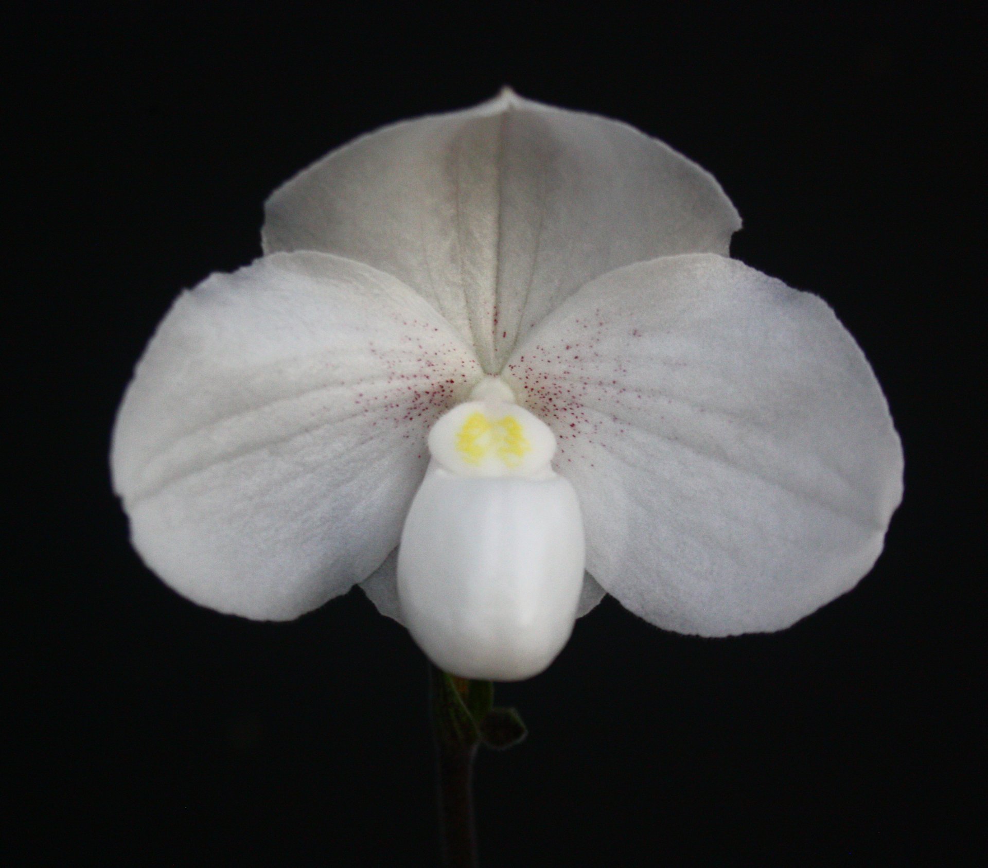 Paph.niveum X Paph.hangianum