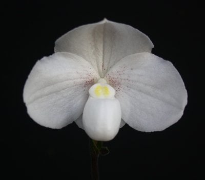 Paph.niveum X Paph.hangianum