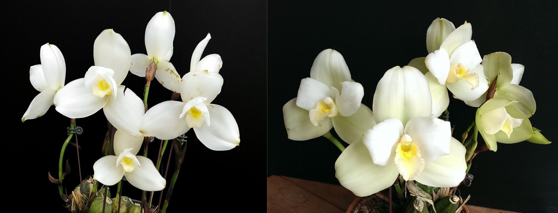 (Lyc.Shoalhaven x Auburn) x (Lyc. Chita Impulse) 3