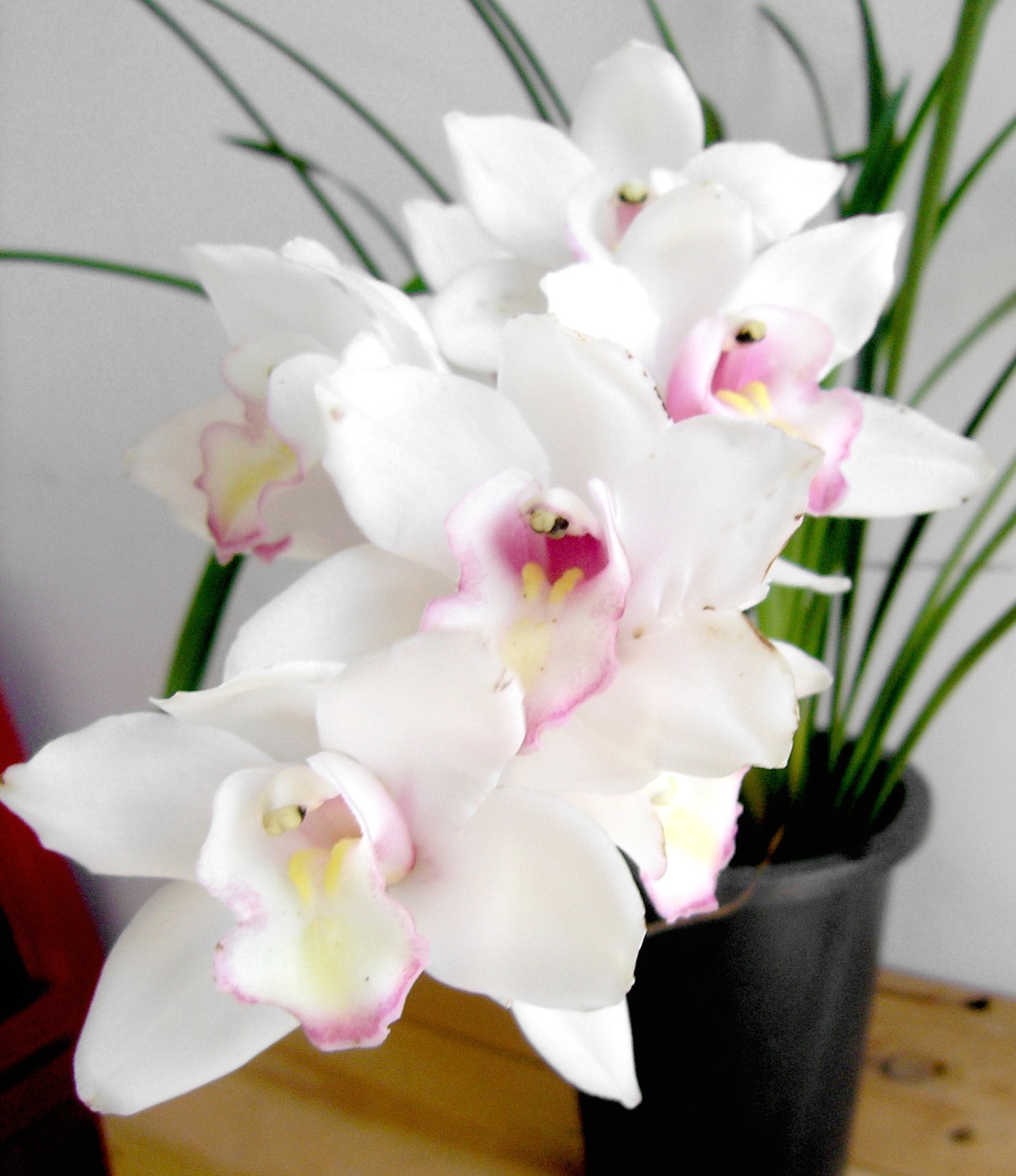 Cymbidium eburneum x Cym.Great Flower 2