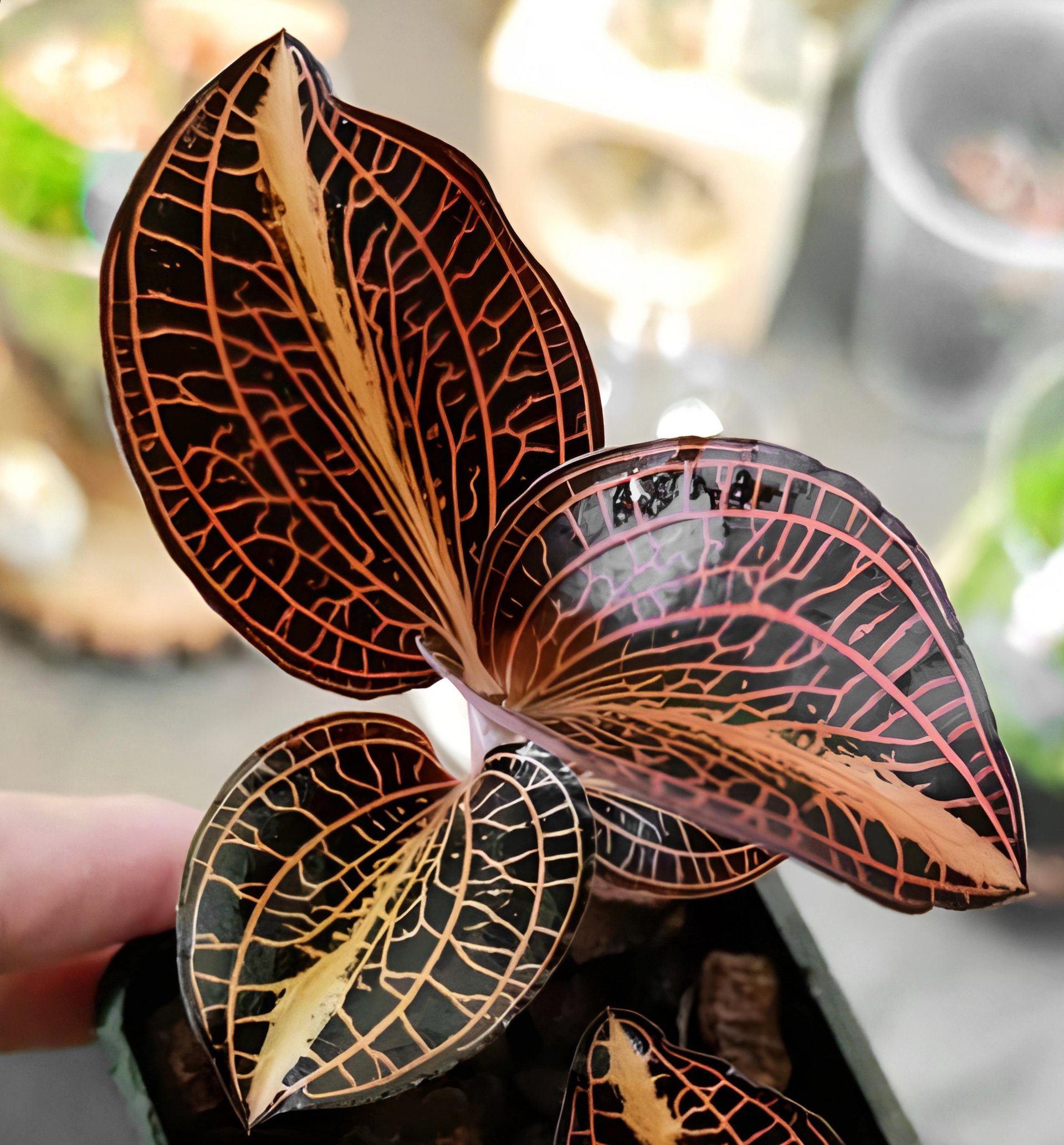Anoech.sp 'Nan Red Vein' x Anoech. siamensis 'White Center'