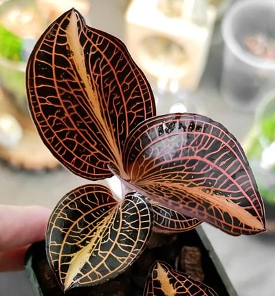 Anoech.sp 'Nan Red Vein' x Anoech. siamensis 'White Center'