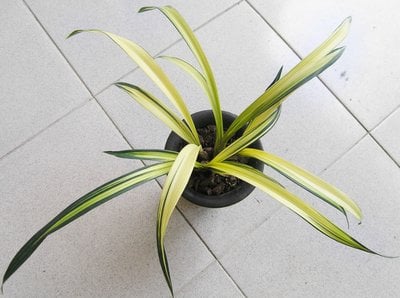 (Cym.Great Flower  x Cymbidium goeringii'Chuen Huei '春暉 (MC)) X Cym. sinense'Yang Lao'