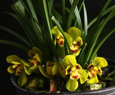 Cym. goeringii”Golden Da Fu Guei” (MC)