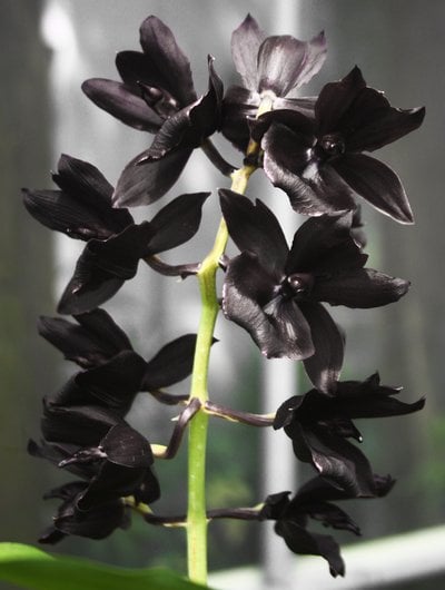 Monnierara Millennium Magic'Witcheraft' AM AOS