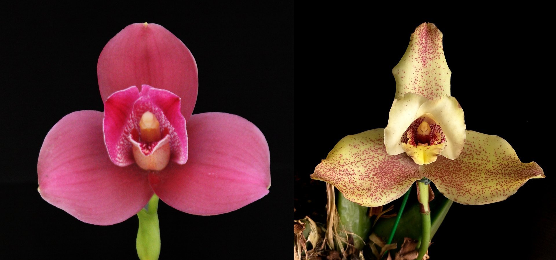 Lyc. Yi-Ying Sakura 'No 129' x Lycaste deppei 3