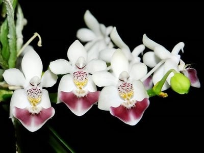 Phal.parishii