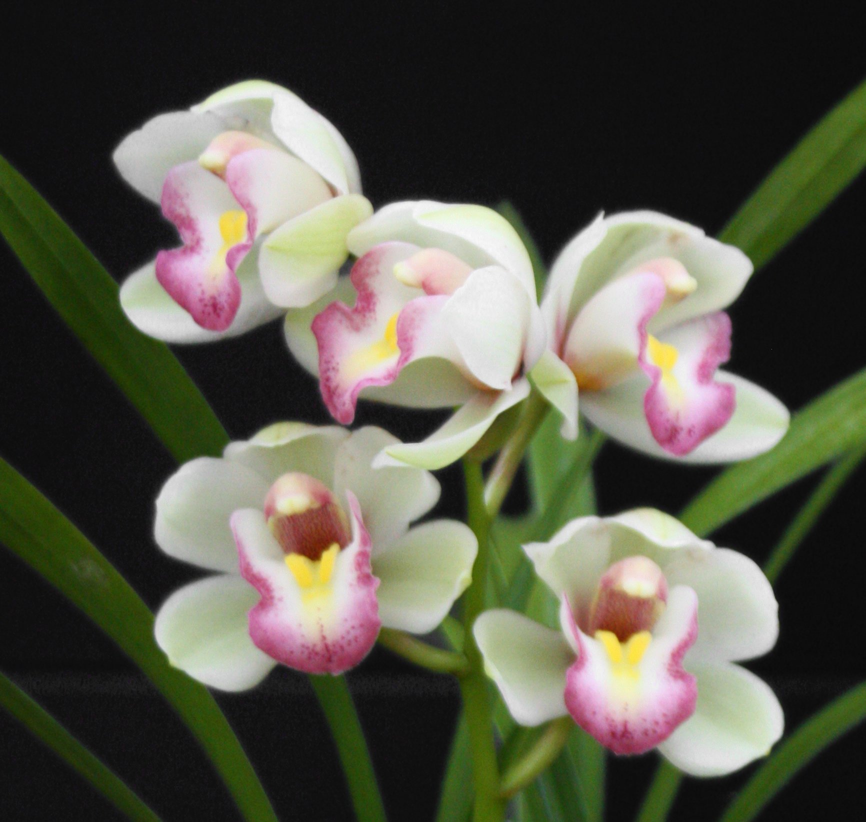 (Cym.Great Flower x Cymbidium goeringii'Chuen Huei '春暉 (MC)) X Cym. sinense'Yang Lao'