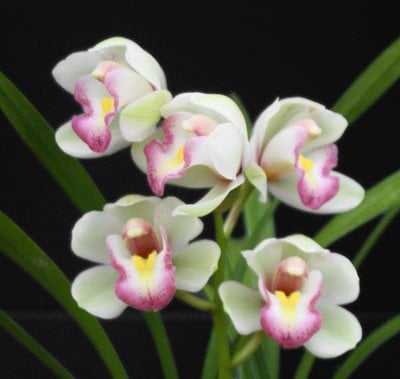 (Cym.Great Flower  x Cymbidium goeringii'Chuen Huei '春暉 (MC)) X Cym. sinense'Yang Lao'