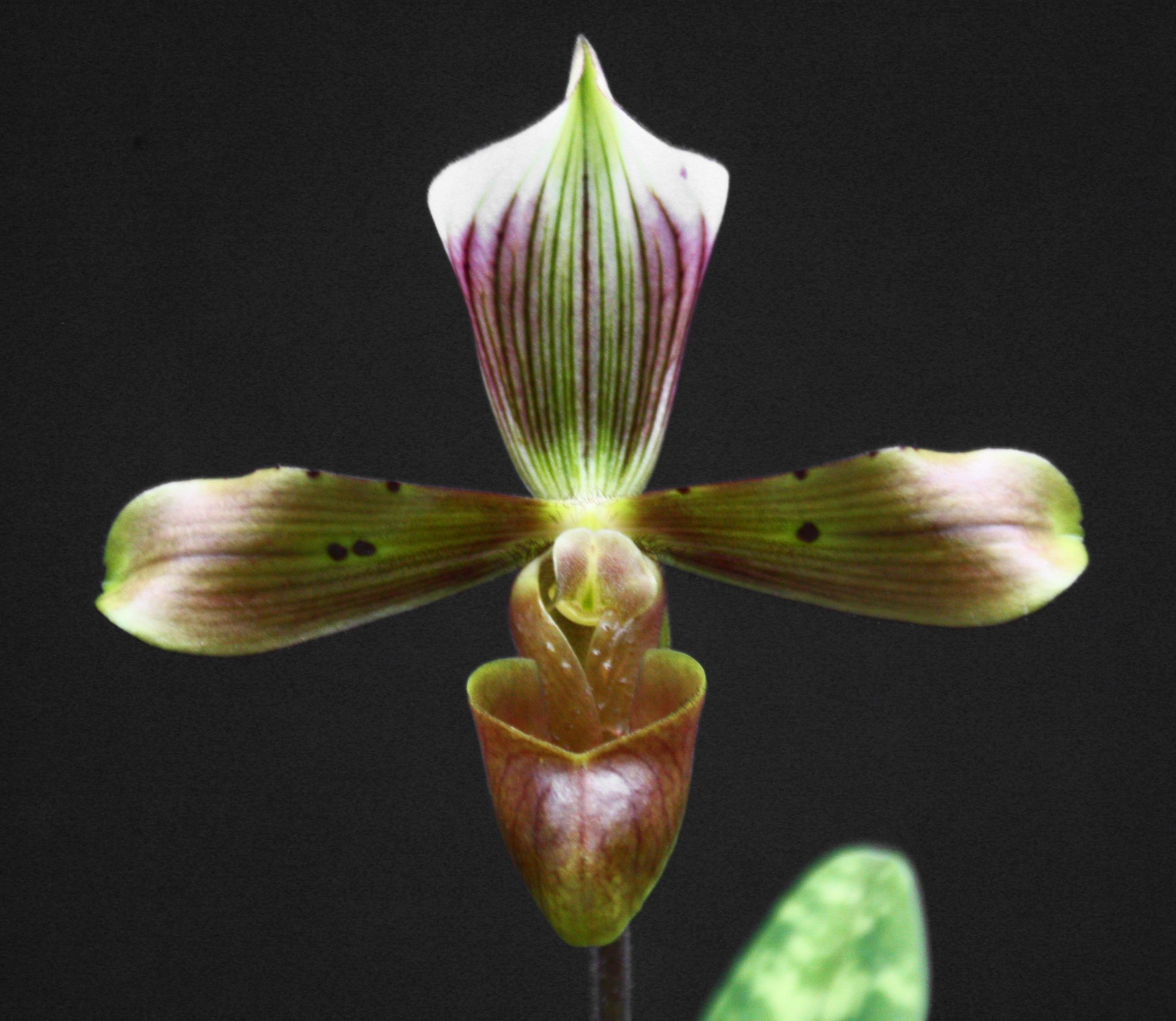 Paph.tonsum 'Shun-Fa' BN/TPS x self
