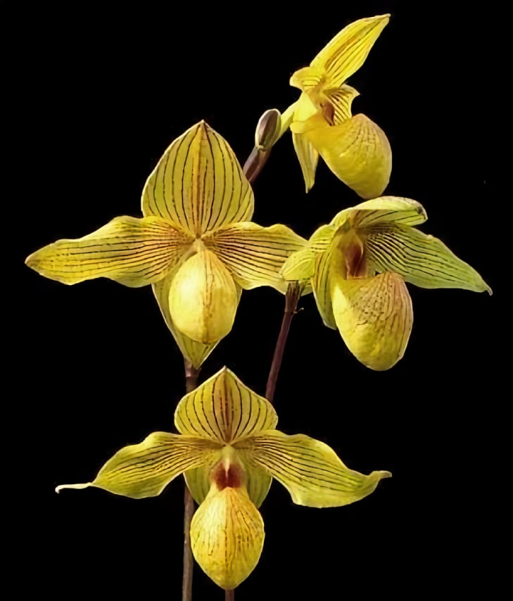 Paph.Lady Isabel x armeniacum'Green Valley'