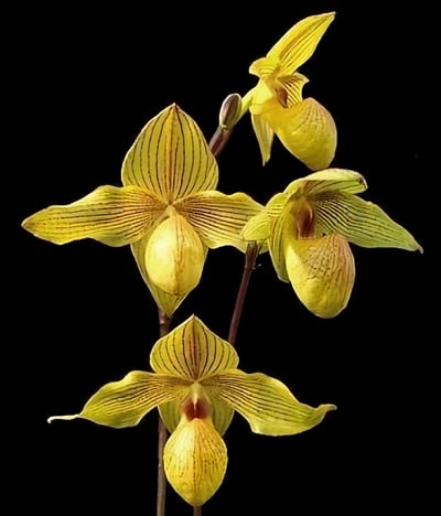 Paph.Lady Isabel x armeniacum'Green Valley'
