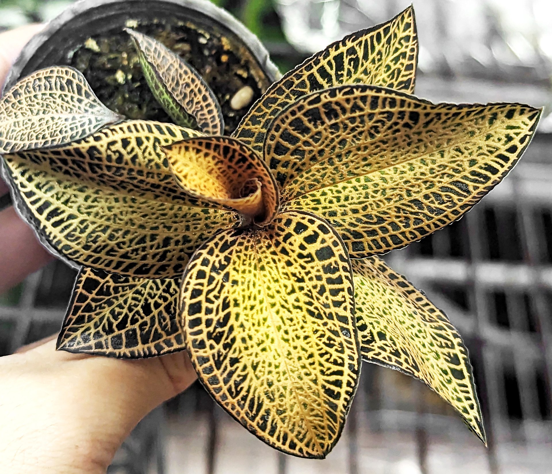 Anoectochilus roxburghii 'Gold VeinType'