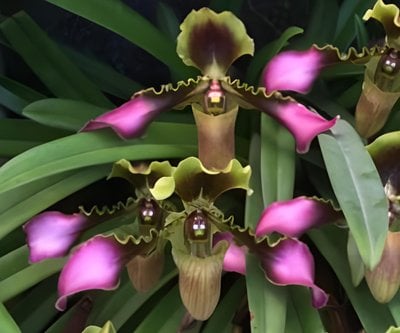 Paph.Saint Swithin x Paph.hirsutissimum var. esquirolei