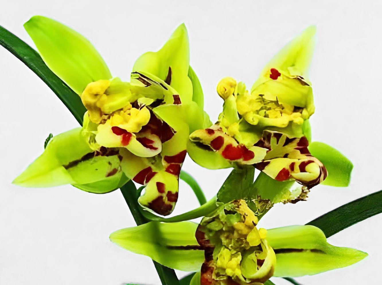 Cymbidium ensifolium"Li Shan Shih Wang"