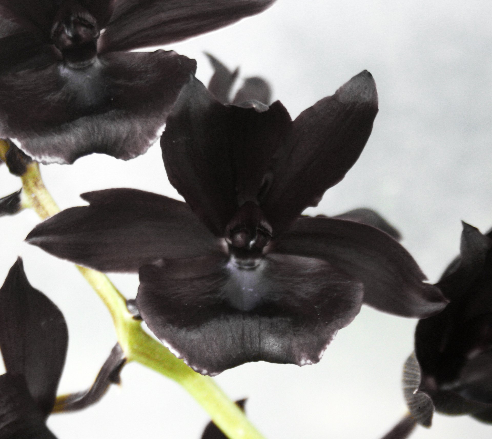 Monnierara Millennium Magic'Witcheraft' AM AOS