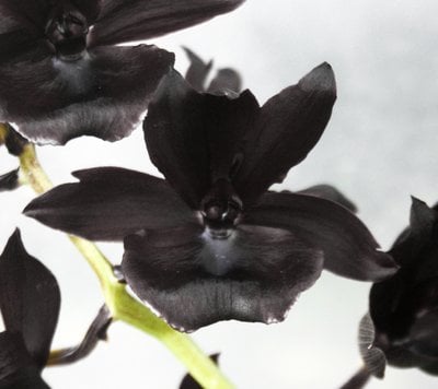 Monnierara Millennium Magic'Witcheraft' AM AOS