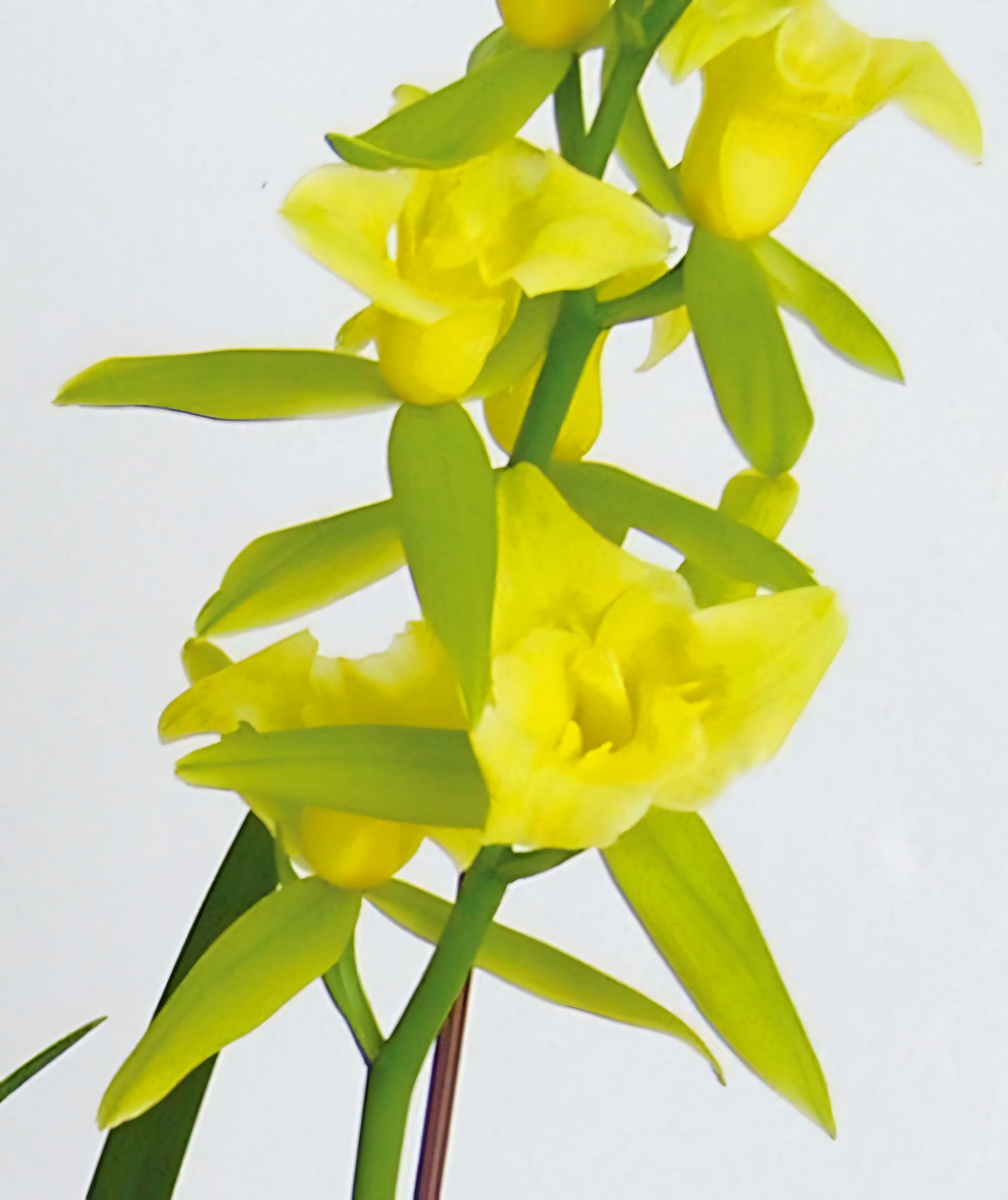 Cym.Maureen Carter'三唇瓣'