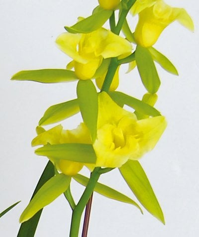 Cym.Maureen Carter'三唇瓣'