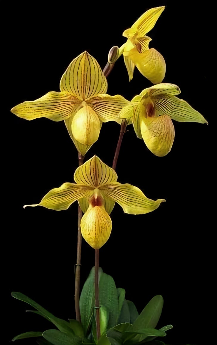 Paph.(Lady isabel x armeniacum) x Paph.hangianum