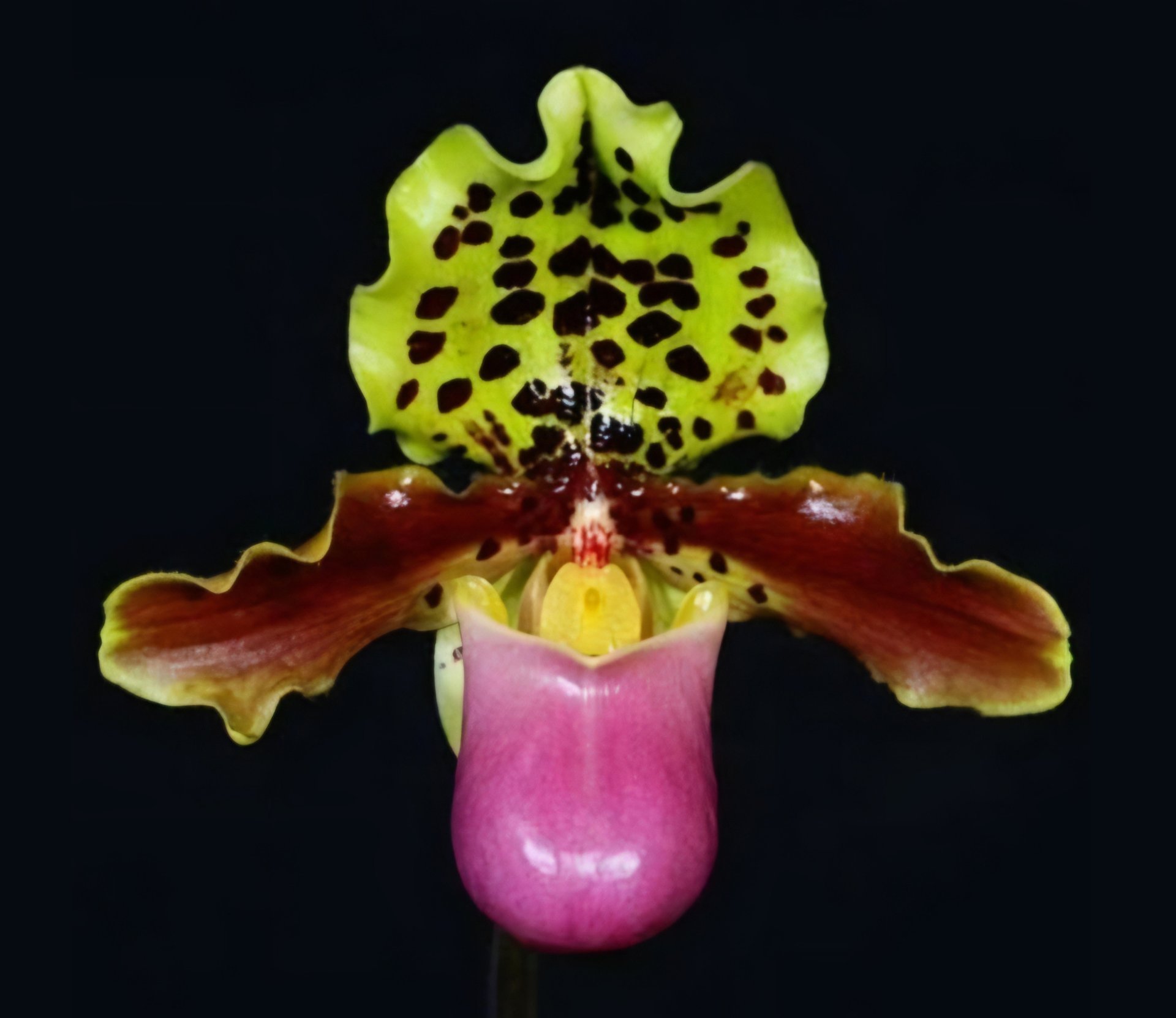 Paphiopedilum spicerianum x Paphiopedilum henryanum 2
