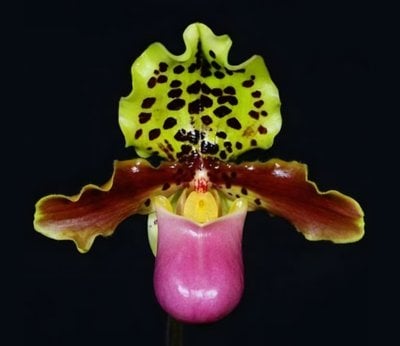 Paphiopedilum spicerianum x Paphiopedilum henryanum