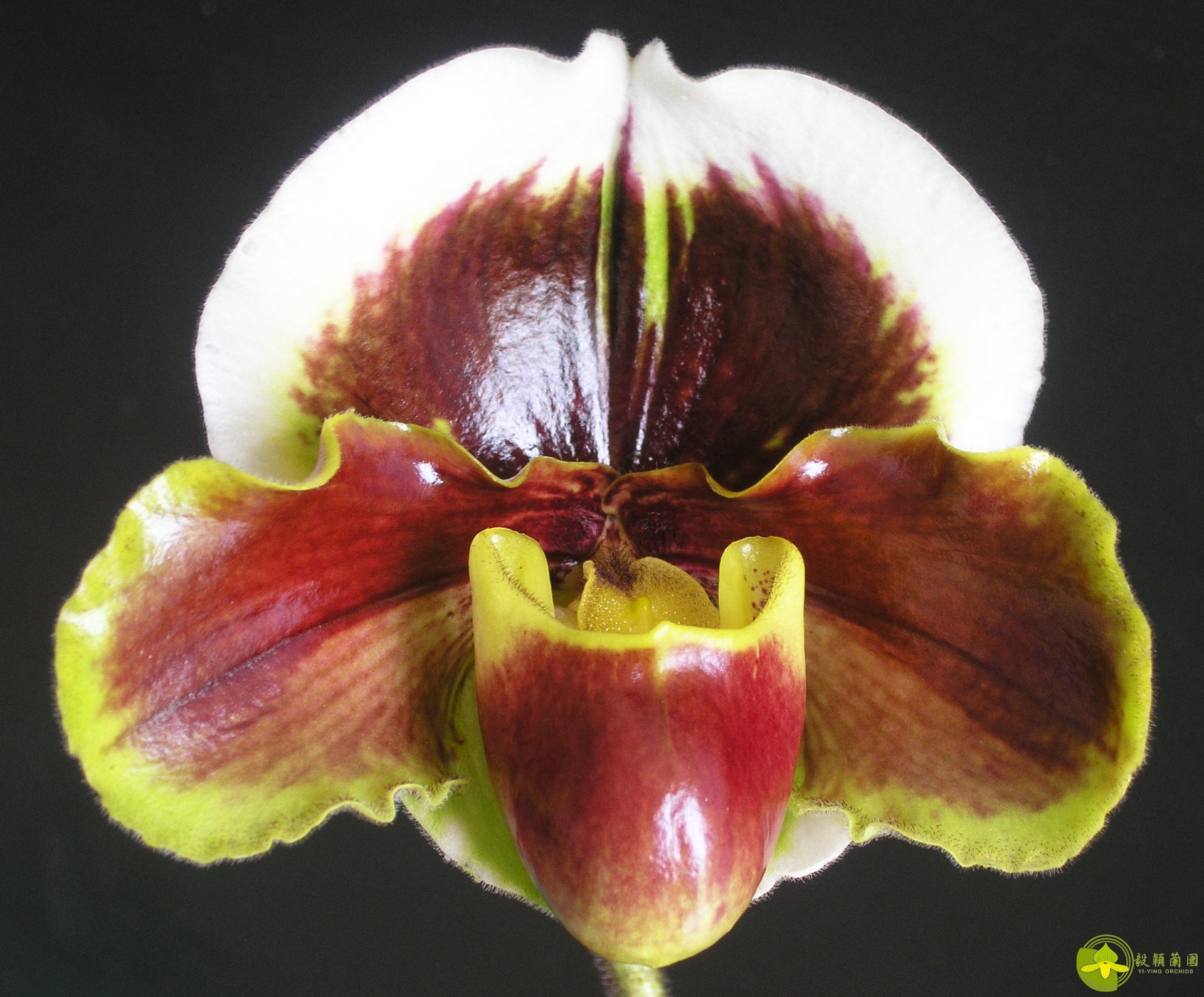 Paph.Yi-Ying Fire Fox X Yi-Ying Stanta Claul