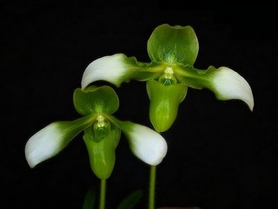 Paph.esquirolei var album  x sib