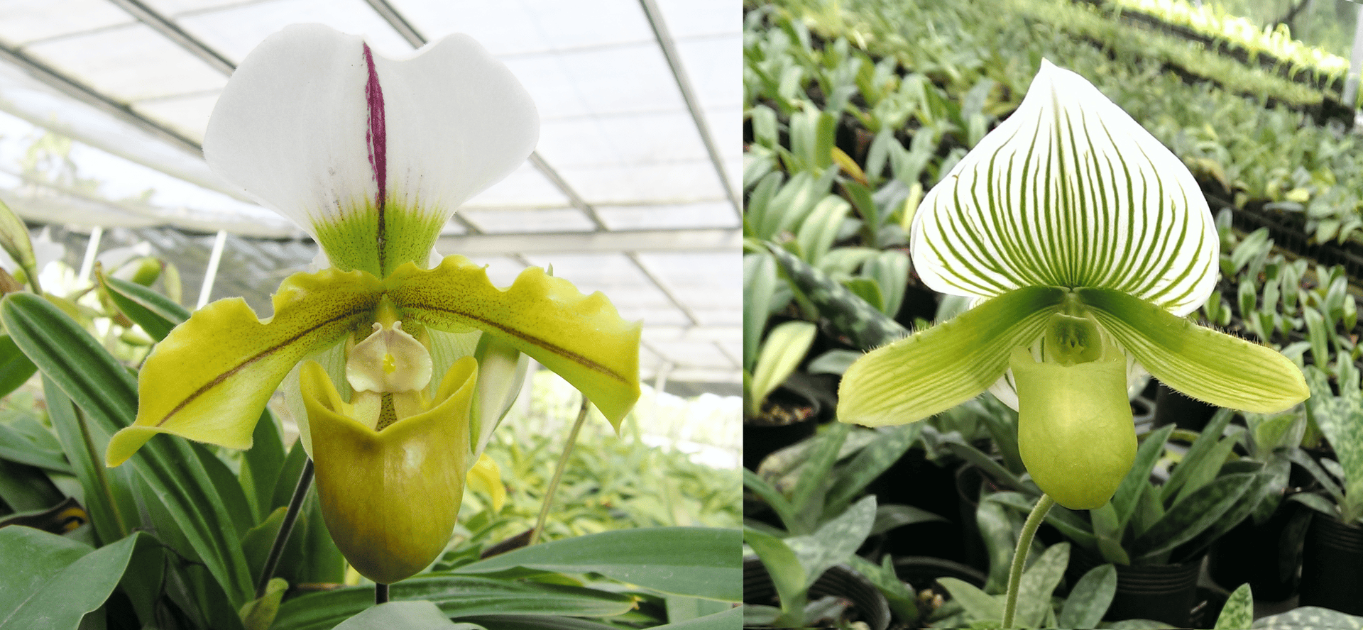 spicerianum'big' x Paph.Paph.Yi-Ying Green Coral 3