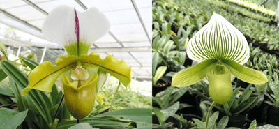 spicerianum'big' x Paph.Paph.Yi-Ying Green Coral