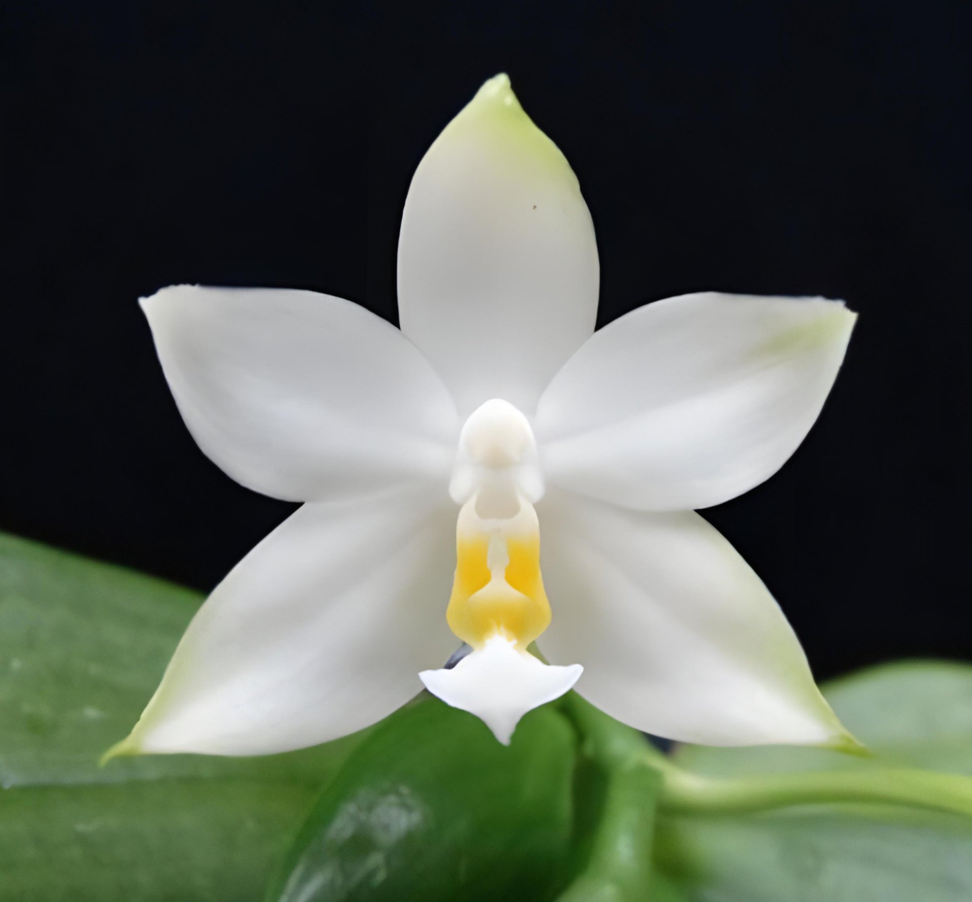 Phal.violacea var alba x sib