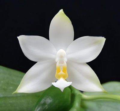 Phal.violacea var alba x sib
