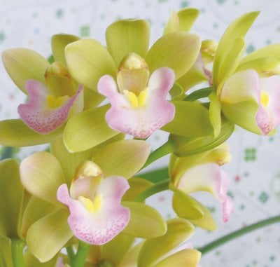 Cym. goeringii”Golden Da Fu Guei” X  Cym.Sweet Heart'Fragrant Orchids'