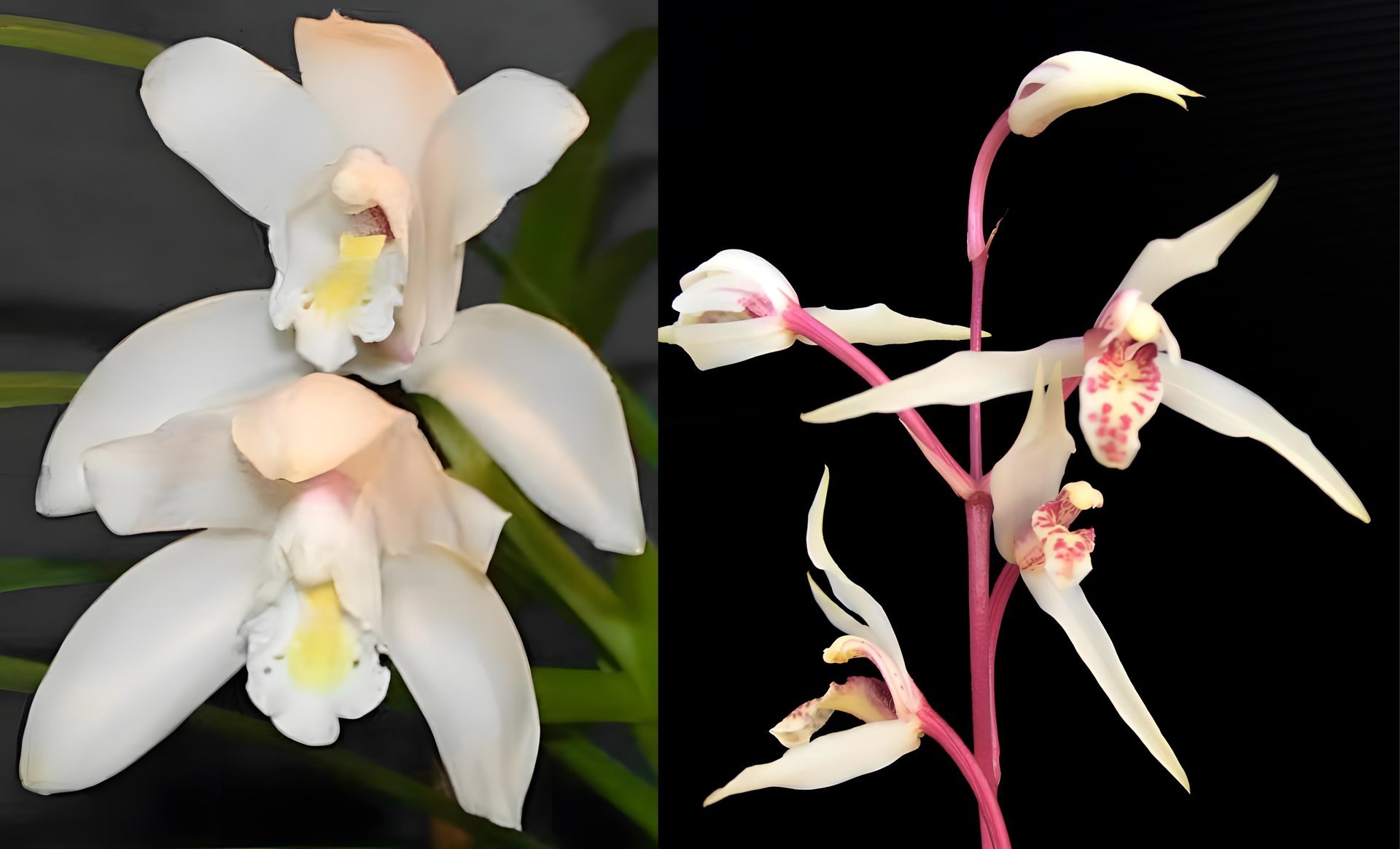 Cymbidium eburneum x Cymbidium kanran"Red spike ,white flower'紅桿白花 3