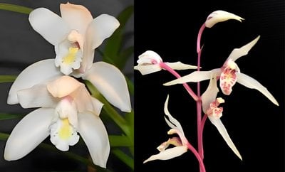 Cymbidium eburneum x Cymbidium kanran"Red spike ,white flower'紅桿白花