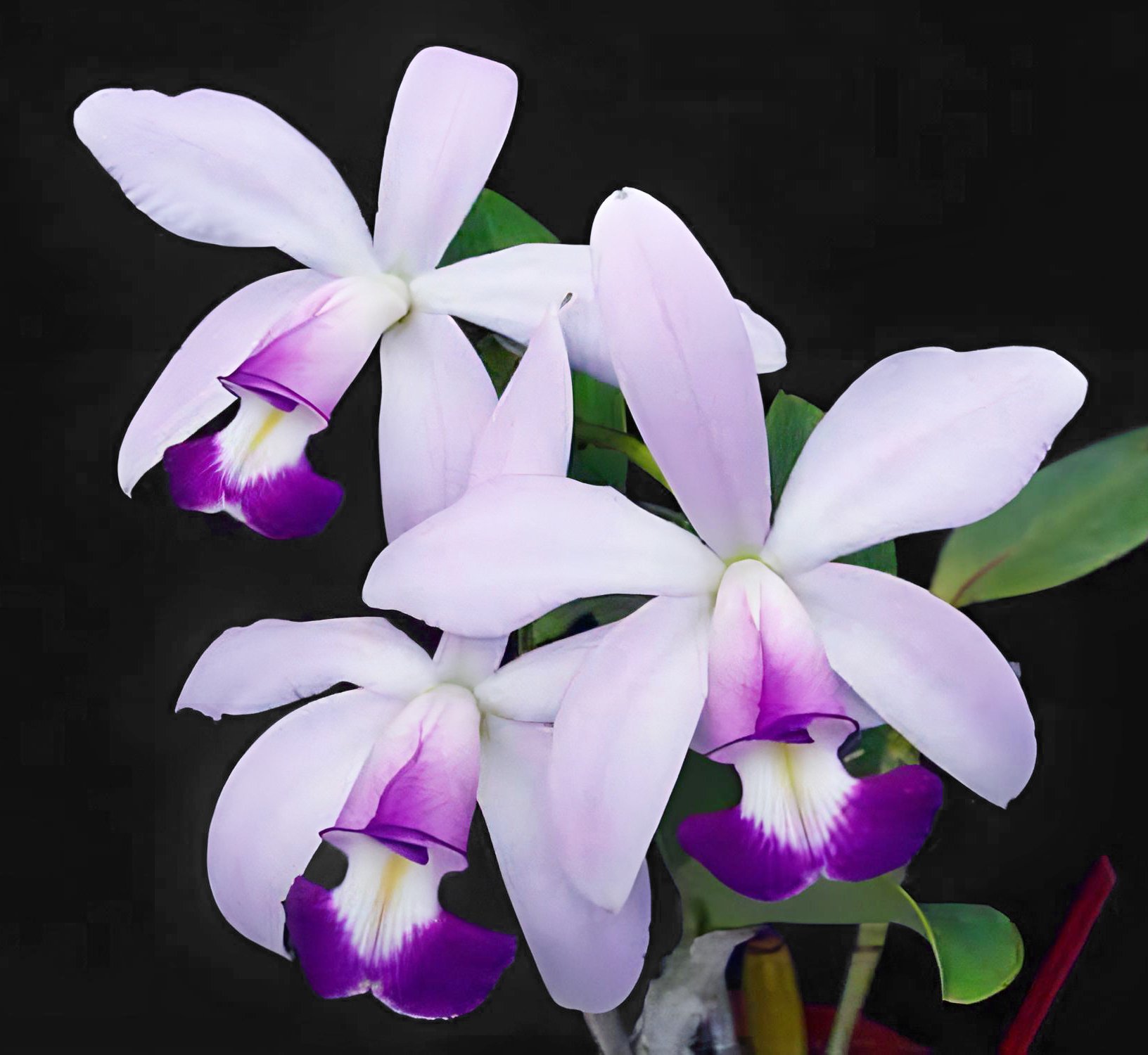 C. violacea var. semi-alba flamea 'Icabaru' x C. violacea var. coerulea 2