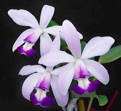 C. violacea var. semi-alba flamea 'Icabaru' x C. violacea var. coerulea