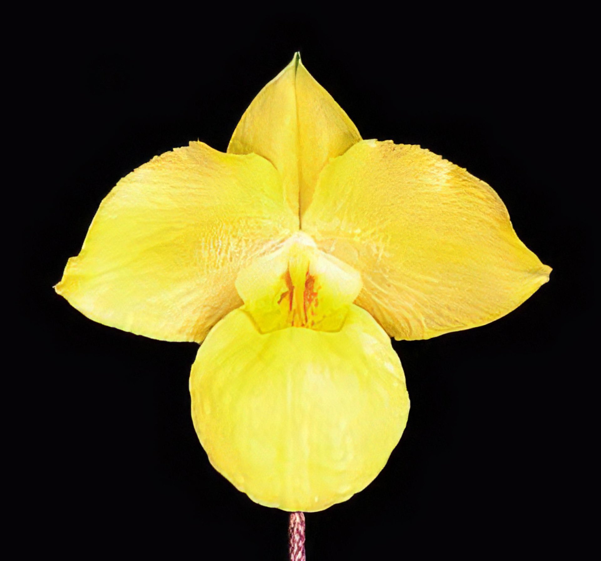 Paph.armeniacum X Paph.rothschildianum