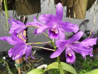 Epc. Lindenii Blue PC/JOS x sib( C. bowringiana x Epi mariae)