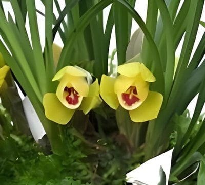 Cym. goeringii”Golden Da Fu Guei” X  Cym.Sweet Heart'Fragrant Orchids'