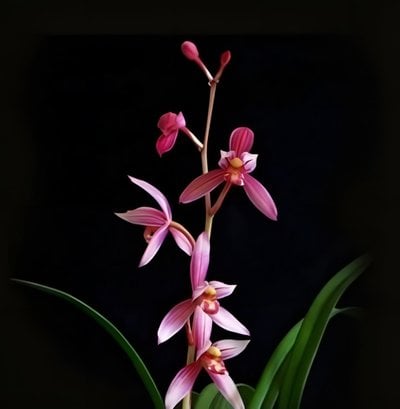 Cymbidium ensifolium"Shr-Chang-Hung"x sib