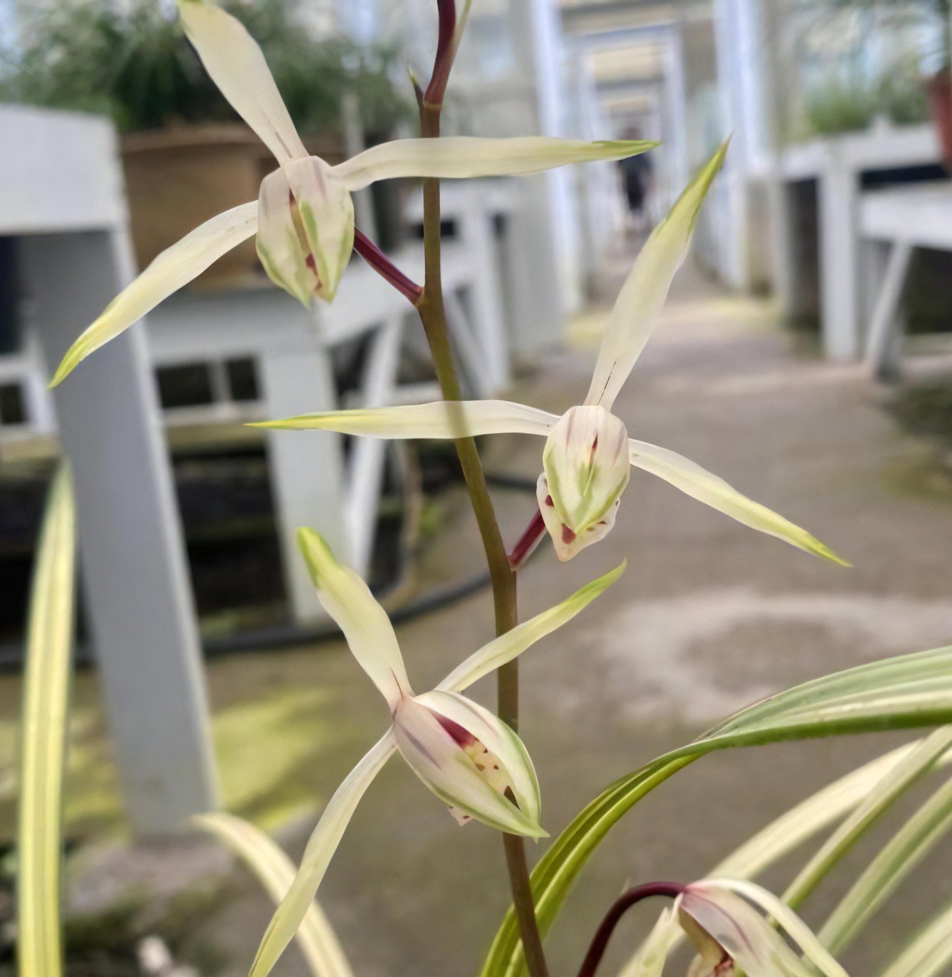 Cymbidium kanran'shuang-si' (MC)