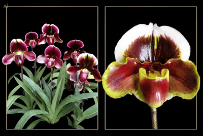 Paph.Yi-Ying Bouncing Flames x Paph.Yi-Ying Fire Fox