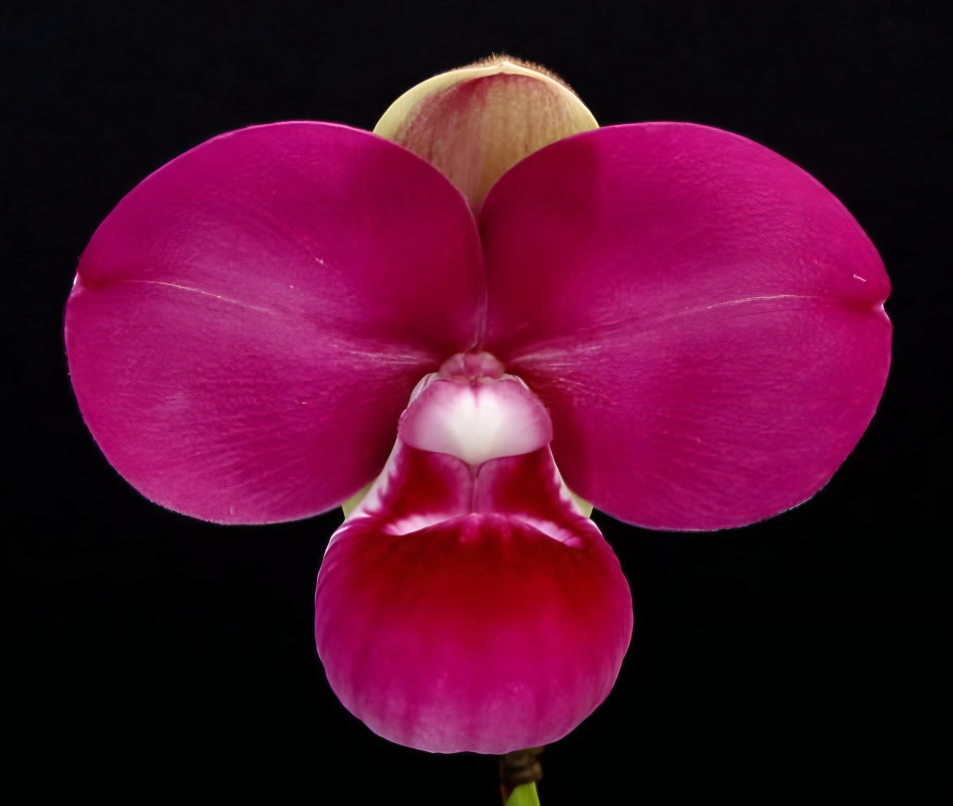 Name (kovachii x dalessandroi)(10 plants in)