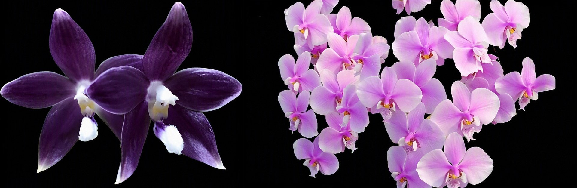 Phal.speciosa  'Blue'X   Phal.schilleriana 3